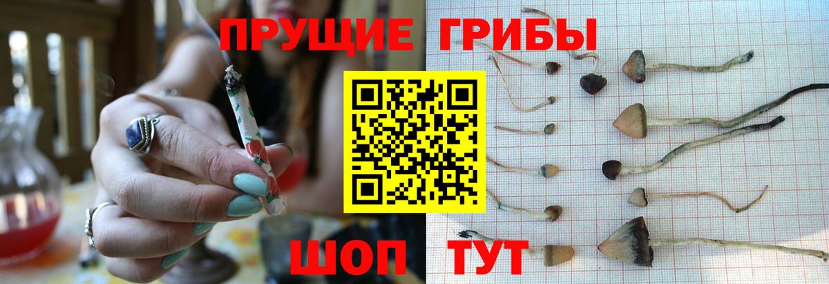 Псилоцибиновые грибы Cubensis Липецк